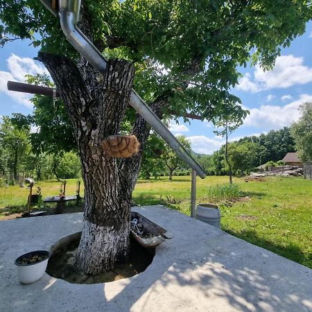 Casa Primitoare In Inima Naturii Si Padurii Rasca  Kültér fotó